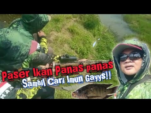 Cari Ikan Pakek senapan PASER meski panas-panas Tetap semangat Gays