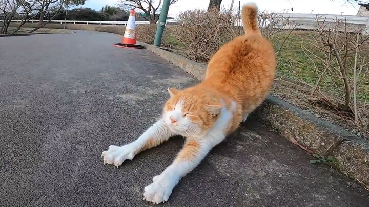 I came across an orange cat on the roadside