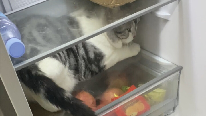 It’s so hot I can’t stand it—neither can the cat!