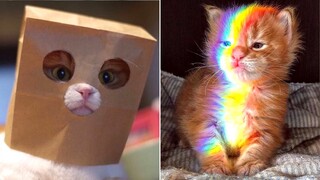 21 Minutes of Cute Animals that Will Warm Your Heart ❤️