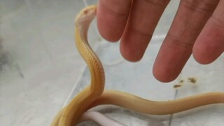 [Virtual Snake Raising] When a snake learns to act cute and beg for food