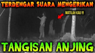 🔴  429- TANGISAN ANJING MENGERIKAN  | UJI NYALI