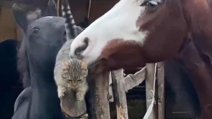Kucing dan Kuda