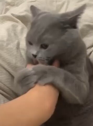 Cat 🐱