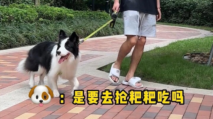 当遛狗时突然跑开，看看狗狗会有怎样的反应？