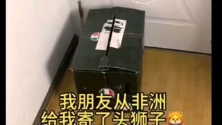 你家狮子也长这样么