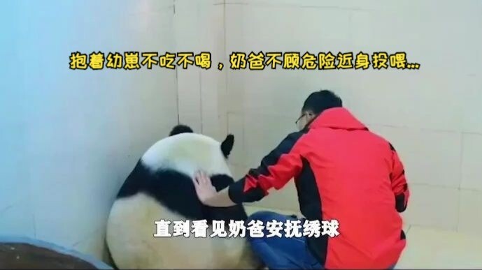 Hugging its cub and refusing to eat or drink, the “daddy bear” bravely approaches to feed it—how tou