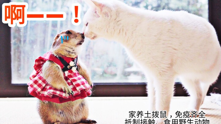 Mèo và Chuột, quả thật không lừa tôi!