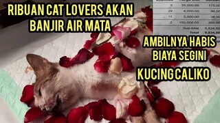 2 Bulan Melawan Kanker Akhirnya Kucing Ini Meninggal Dunia Dan Bikin Nangis Ribuan Orang..!