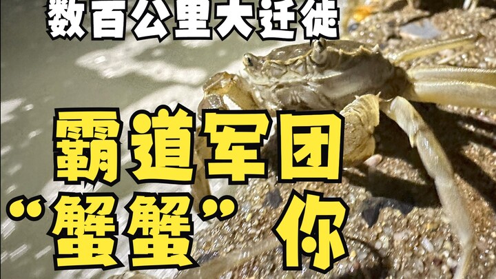 Cuộc di cư hàng trăm kilomet: Đội quân bá đạo “Cua Cua” cảm ơn bạn!