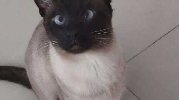 ร้อนแค่ไหนหน้าร้อนปีนี้ที่ฉงชิ่ง ดูแมวโลจิกตัวนี้ก็รู้เลย!