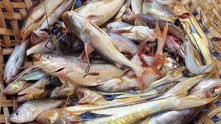 Cá Út Vàng kho tiêu, Tôm Sắc nấu canh ''bữa cơm trên ghe'' | Ngư Dân Miền Tây