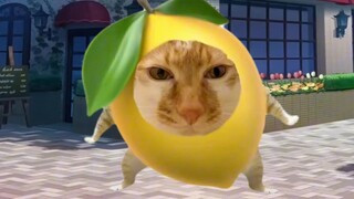 [meme kucing] Ayah saya adalah succubus