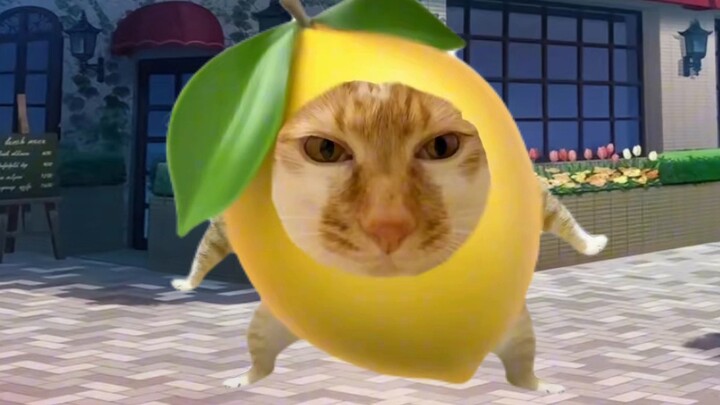 [meme kucing] Ayah saya adalah succubus