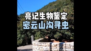 【Liangji Biological Identification】Searching for Insects in Miyun Mountain Ravines