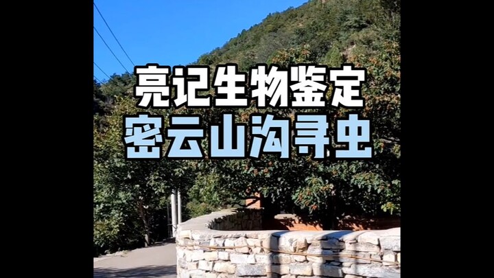 【亮记生物鉴定】密云山沟寻虫