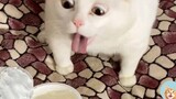Funniest Cats Reaction - Trend Cats And Dogs 2021 MEOW