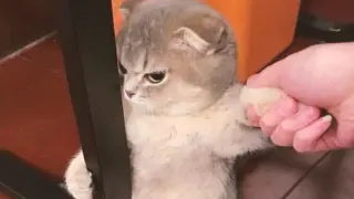 ã€�Funny Cat Videosã€‘It Got Angry