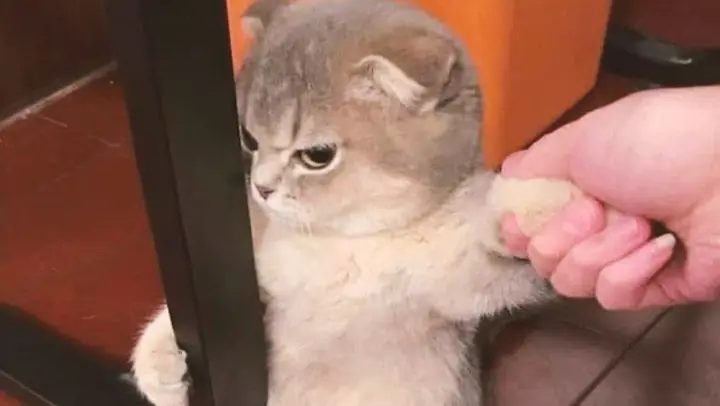 【Funny Cat Videos】It Got Angry