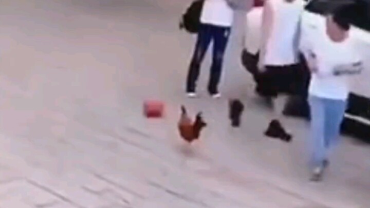 So Kun Kun wasn't lying after all—chickens really can play basketball!