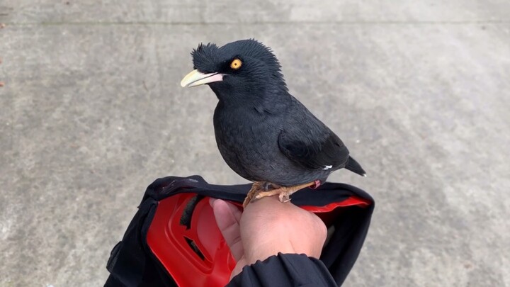 Con chim sáo này cũng dám đụng tới, đúng là không sợ chết thật! Xem đến cuối cùng, tôi chỉ biết nói: