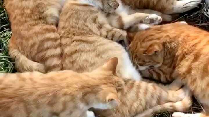 البرتقالة الكبيرة تقترب من الحدود، ماذا نفعل؟