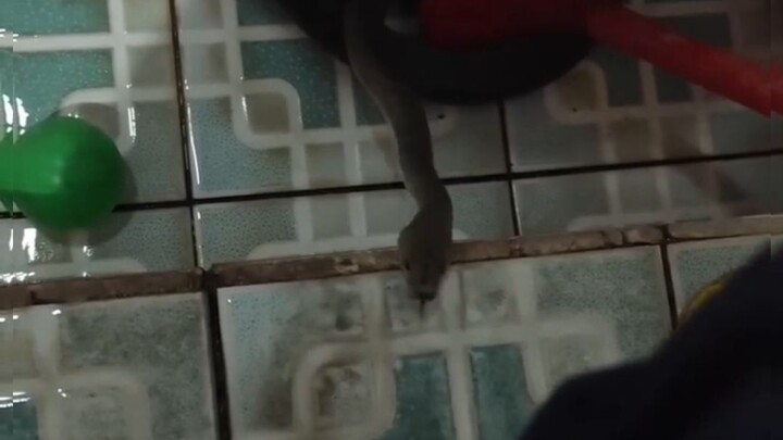 Ahas sa Cr ano Ang gagawin mo??