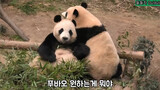 [Hewan] [Panda Fu Bao] Nempel Mama Terus