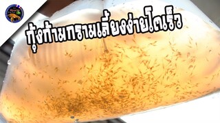 กุ้งก้ามกรามเลี้ยงง่ายโตเร็วพร้อมจัดส่งแล้วนะครับสไตล์korattv