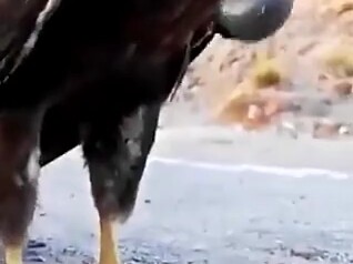 วิธีตายสุดสิ้นหวังของหนู ช่างน่าสงสารเหลือเกิน