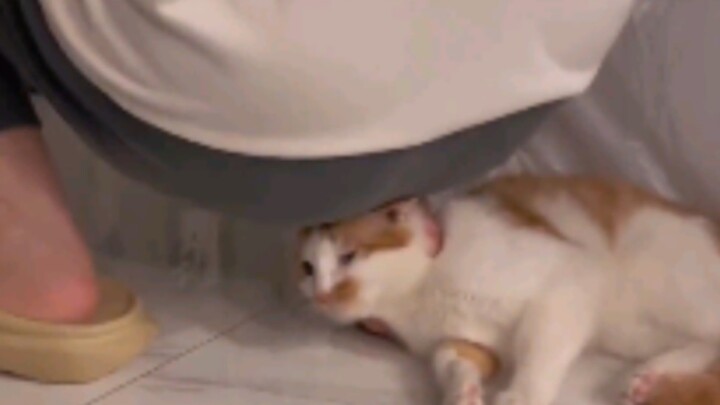 يا من تكنس فضلات القطط، وجودك نعمة لي...