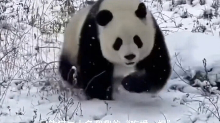 Our “Xiaoxin” is just too cute! She’s the “Pumpkin Princess” who once ruled an entire mountain. I re