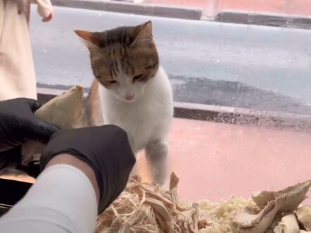 Blitz's Temptation Yuumi