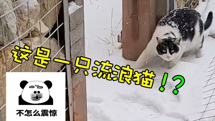 Ada benda apa di halaman rumah? Bentuknya mirip beruang gemuk berkepala besar.