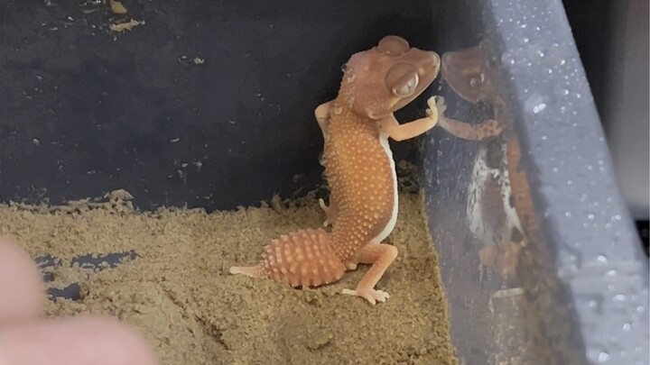 Strawberry Dragon Aotian