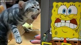 Lihat Reaksi Kucing saat Makan Duren // SpongeBob bahasa Indonesia