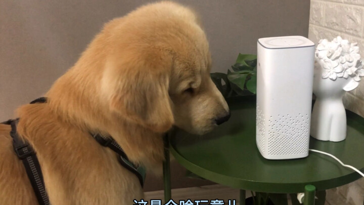 一天天净帮倒忙