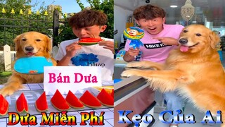 Dương KC | Gia Đình Gâu Đần #5 | Chó thông minh đáng yêu | funny cute smart dog pets | Thú Cưng TV