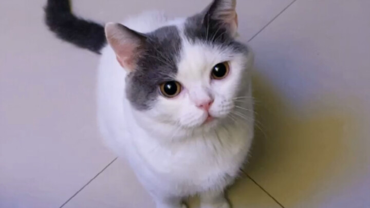 Be patient with your little cat—it can understand what you say.