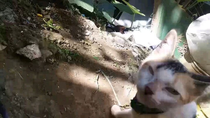 Cowgr is the best and most m of all the 😮😮😮😮😮