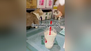 Hu hu hu mèo cat