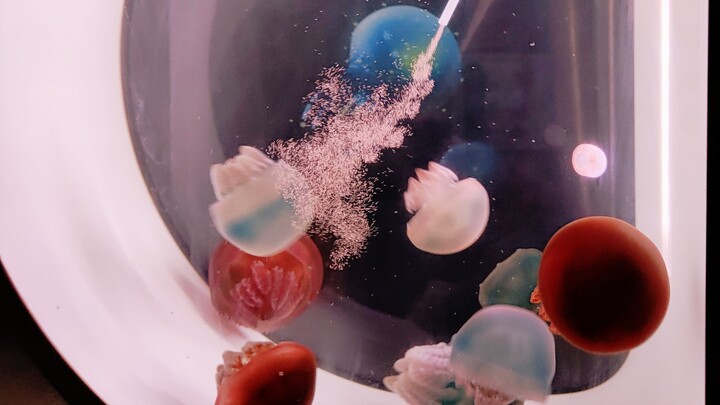 【วันธรรมดาที่ร้านแมงกะพรุน】ดื่มด่ำกับการให้อาหารแมงกะพรุน