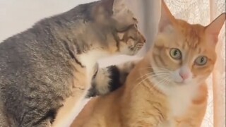 "Kucing juga punya teman yang merugikan"