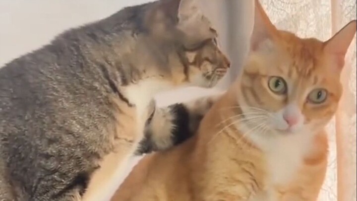 “猫猫也有损友”