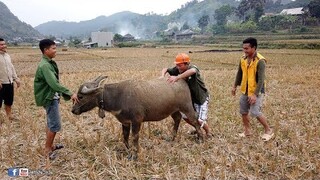 CHẾT CƯỜI VỚI PHA CƯỠI TRÂU CỦA ANH EM NSTB • Món Trứng Khủng Long Nướng Trên Núi Lửa