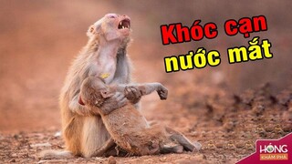 Không chỉ con người, động vật cũng biết đưa tang đồng loại| Hóng Khám Phá