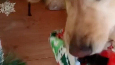 “The best holiday gift Doggy has ever received”