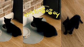 第一次吃到湿粮的小黑猫，开心到喵喵叫