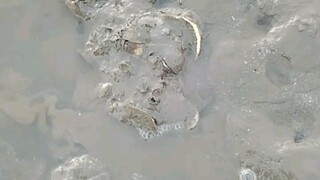 Talaba sa Bato.