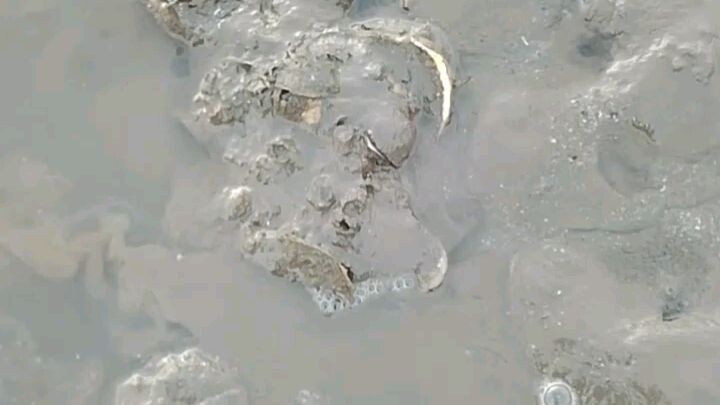 Talaba sa Bato.